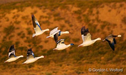 Snow Goose Fly-Out_73950.jpg - Snow Geese (Chen caerulescens) in flightPhotographed in the Bosque del Apache National Wildlife Refuge near San Antonio, New Mexico, USA.